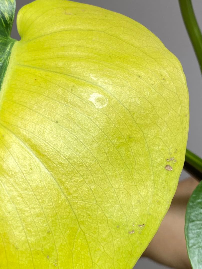 【これは本物です✨】モンステラ　イエローマリリン　黄斑　オーレア　希少　人気‼️