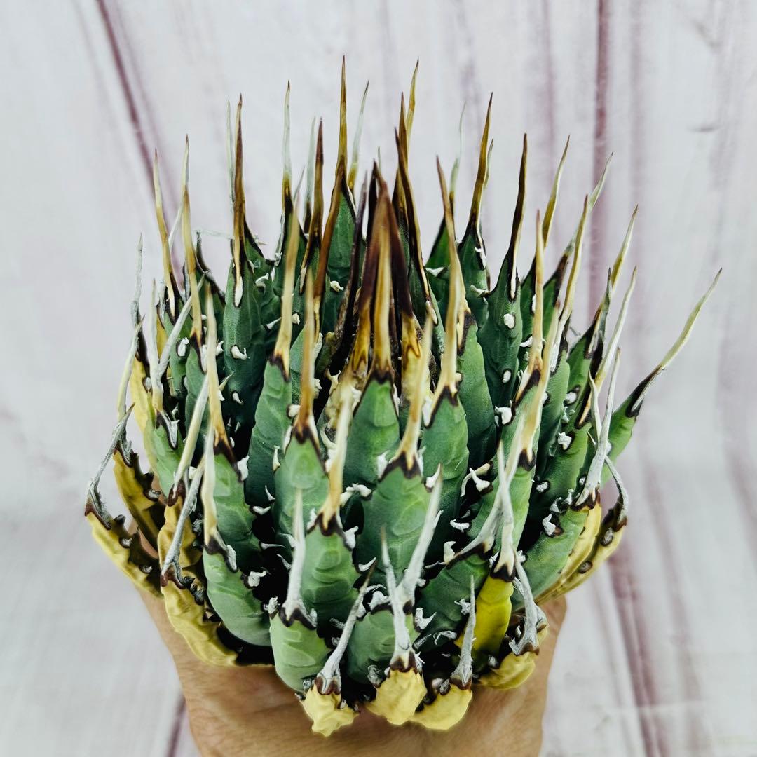 789 アガベ ユタエンシス エボリスピナ 丸型