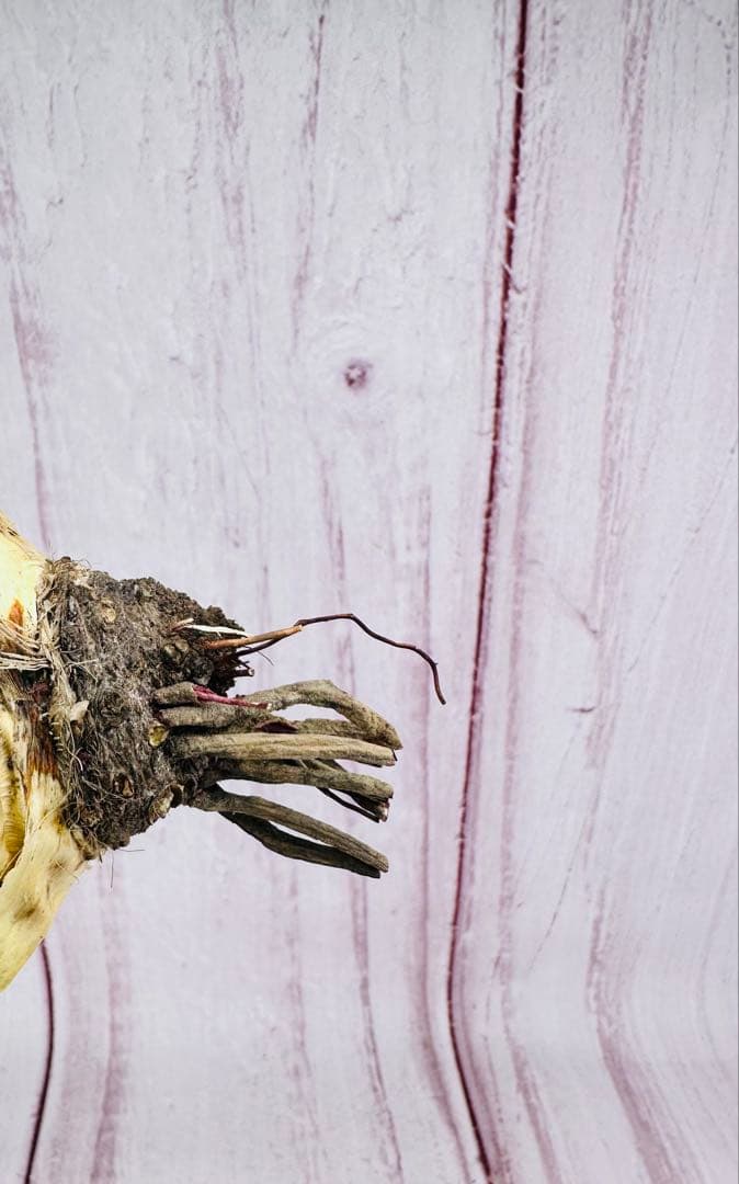 789 アガベ ユタエンシス エボリスピナ 丸型