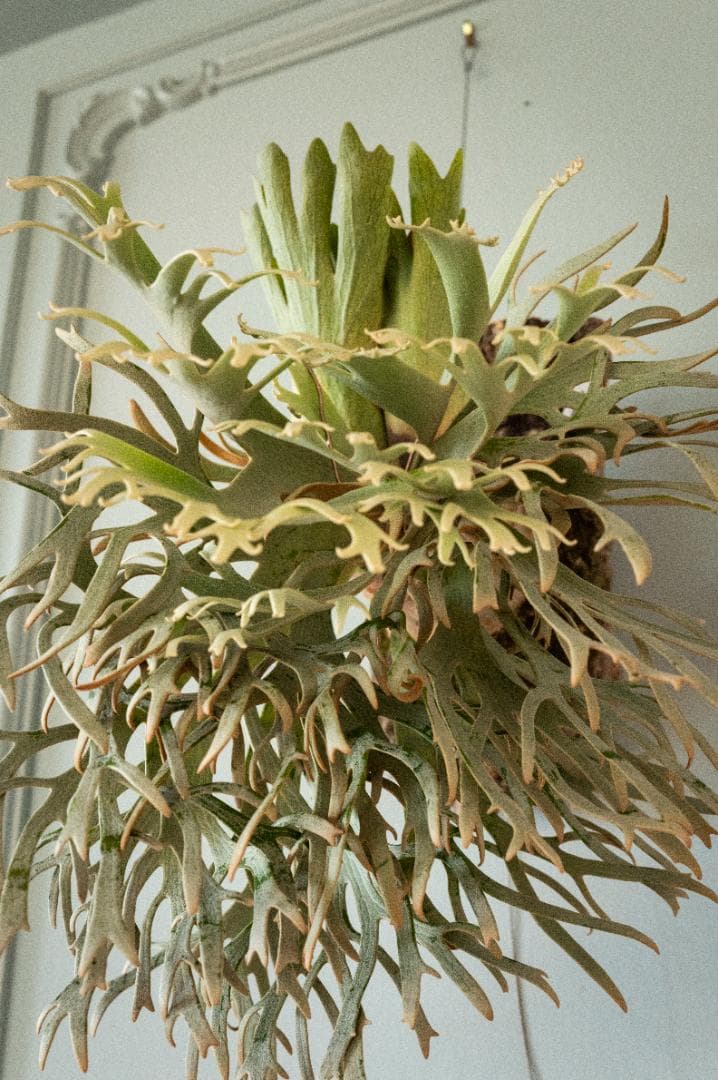 ビカクシダ ジェイドガール Jade Girl（親）