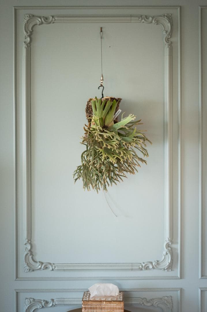 ビカクシダ ジェイドガール Jade Girl（親）