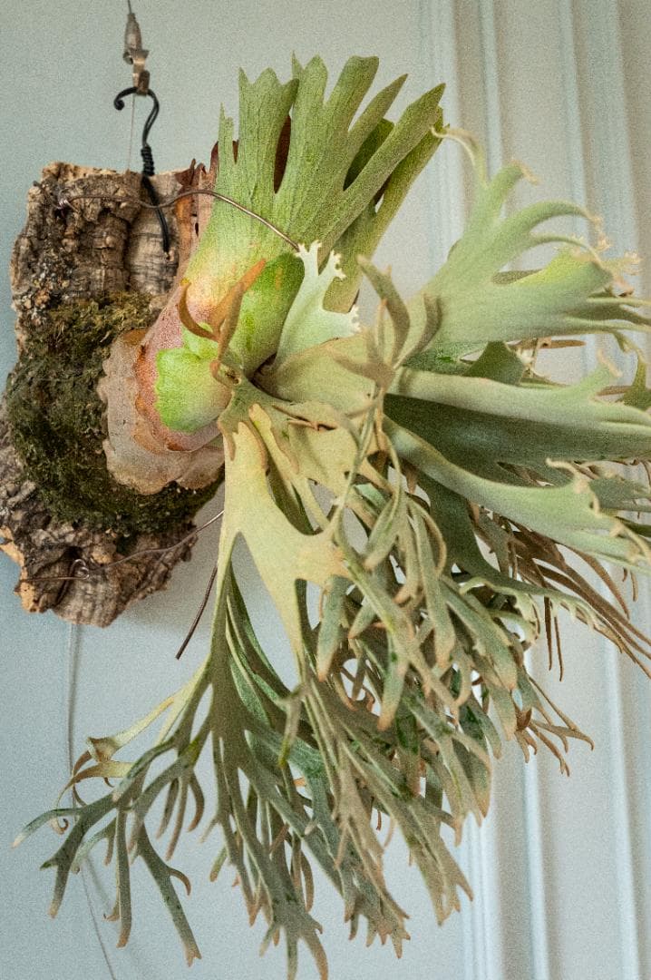 ビカクシダ ジェイドガール Jade Girl（親）