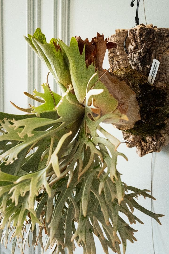 ビカクシダ ジェイドガール Jade Girl（親）