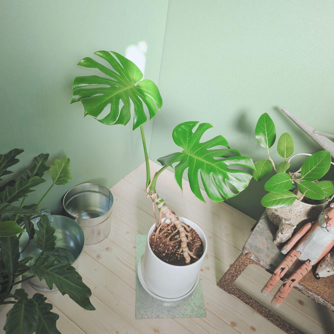 モンステラ デリシオーサ６号 《現品》 根上り おしゃれインテリアグリーン