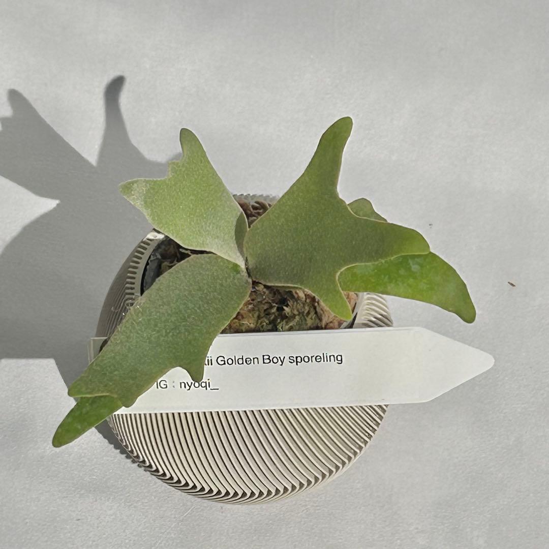 メルカリ便】P. wilinckii Golden Boy spore【35】 - メルカリ