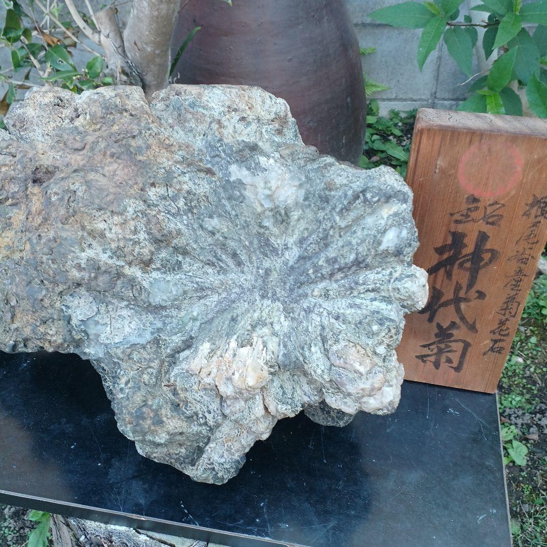 根尾谷産菊花石　　(銘) 神代菊　約12キロ