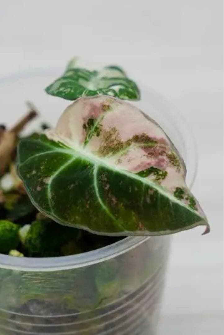 アロカシア ブラックベルベット 斑入り ピンクA03【マドカズラ