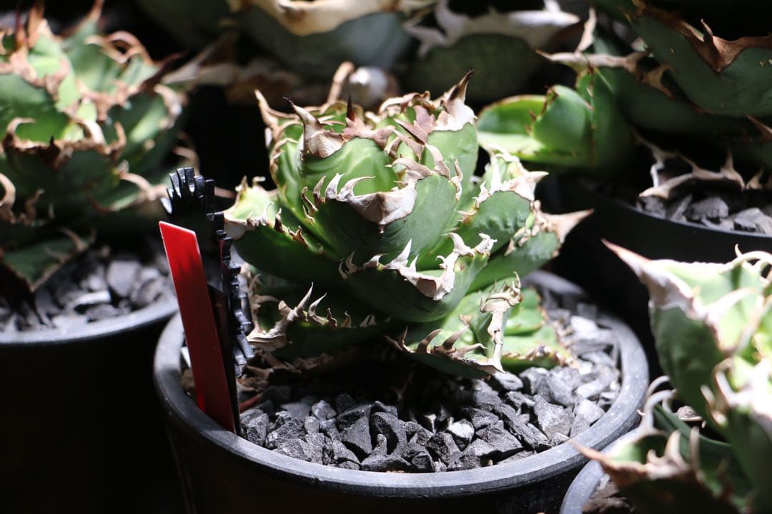 厳選・美斑苗‼️アガベ パリー オリザバ 鉢付きメルカリ便 大苗