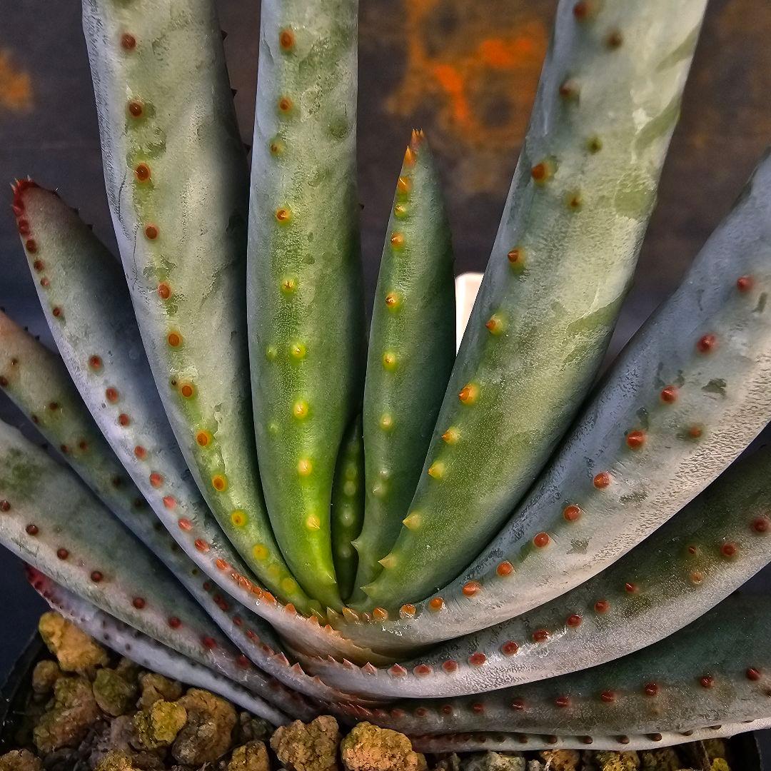 速達発送&ロウルサンコさんラベル付き☆コンプレッサシストフィラ(ビグザム交配)