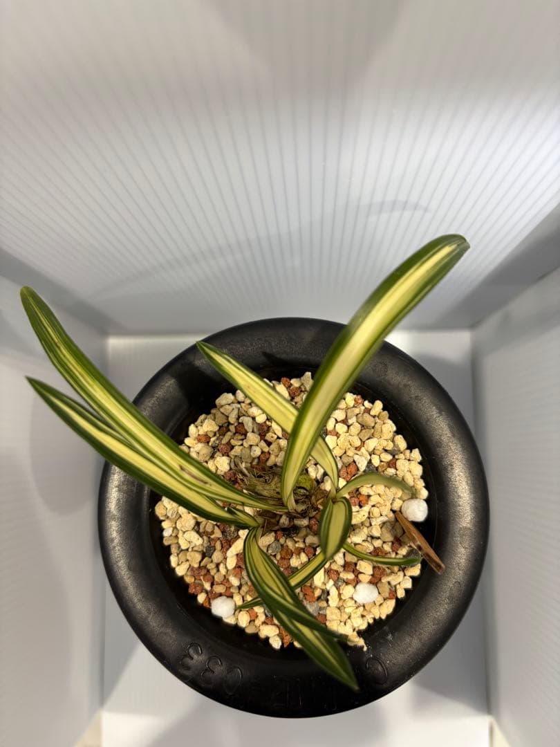 春蘭　韓国春蘭　天下