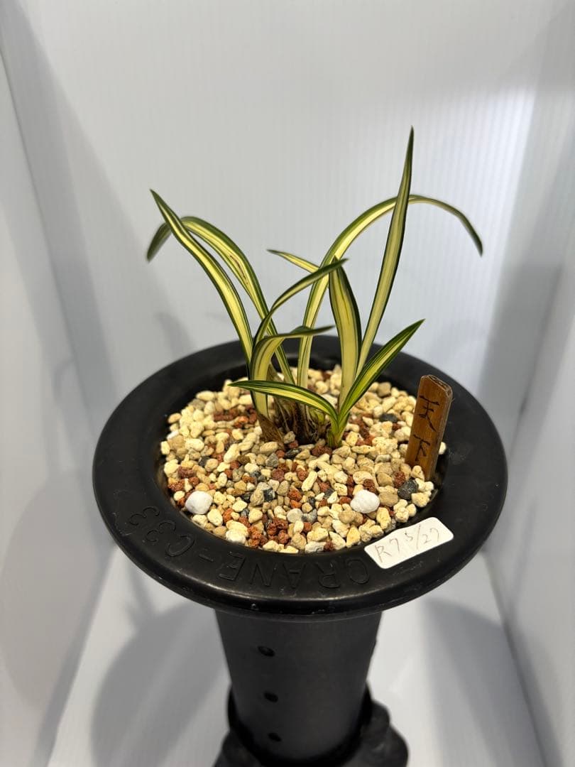 春蘭　韓国春蘭　天下