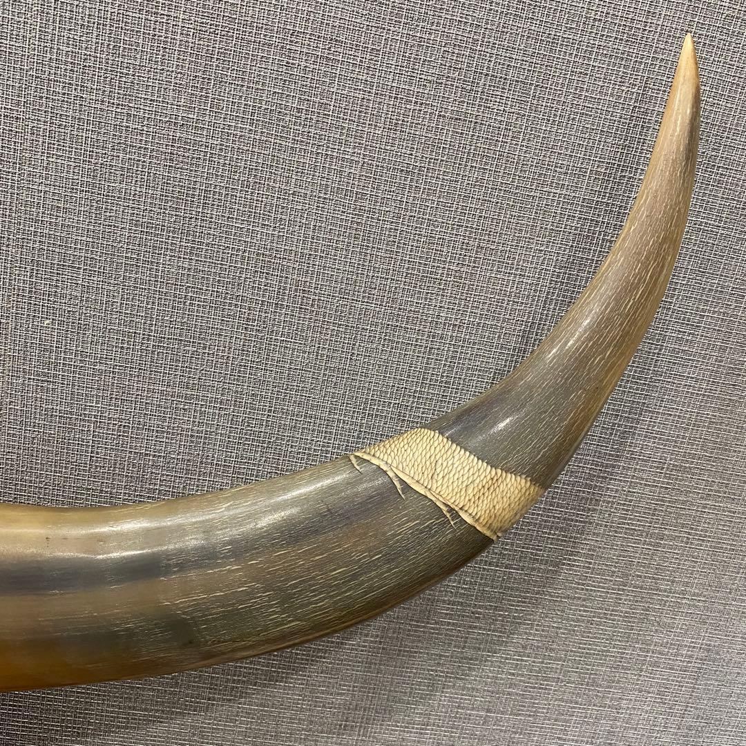 水牛の角　置物　インテリア