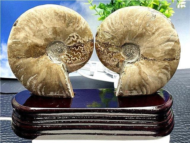 ★貴重－アンモナイト縫合線オパール化石標本B88U3/145U89D