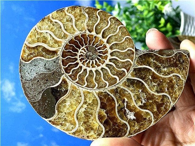 ★貴重－アンモナイト縫合線オパール化石標本B88U3/145U89D