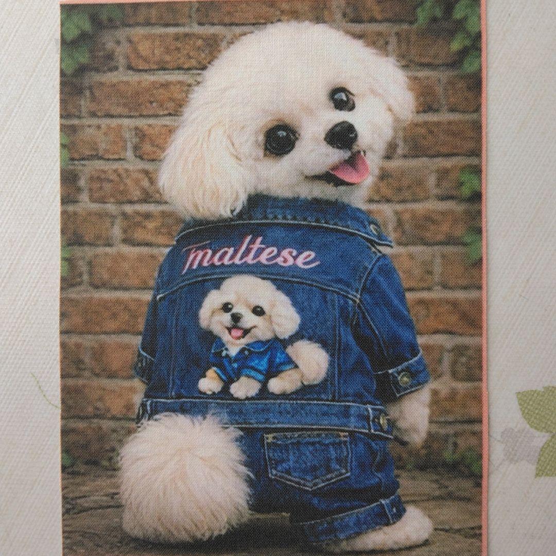 ☆受付☆マルチーズ