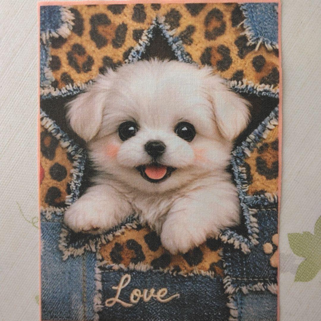 ☆受付☆マルチーズ