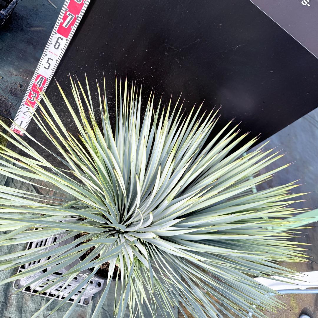 ピ*ん様 【AL1113】ユッカ ロストラータ 超希少 頂上分頭 4ヘッド個体