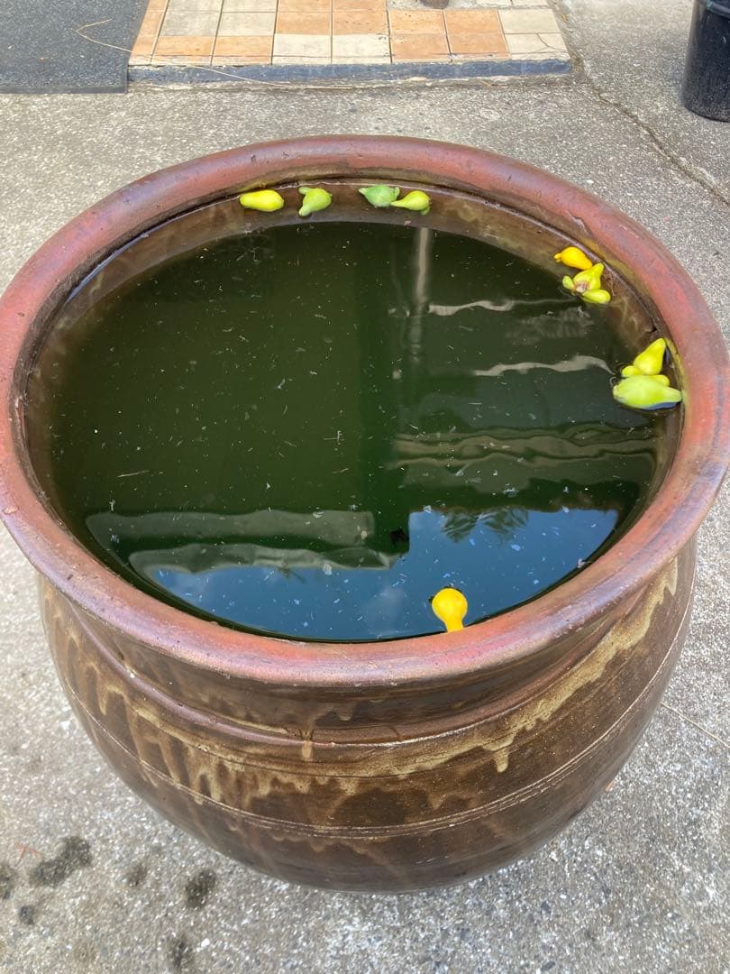 大型 水瓶 睡蓮鉢 火鉢 陶器製 壺 メダカ鉢 高さ64cm 直径42cm 骨董