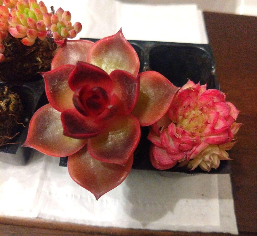 しほ様専用】多肉植物エケベリアセット抜き苗 - メルカリ