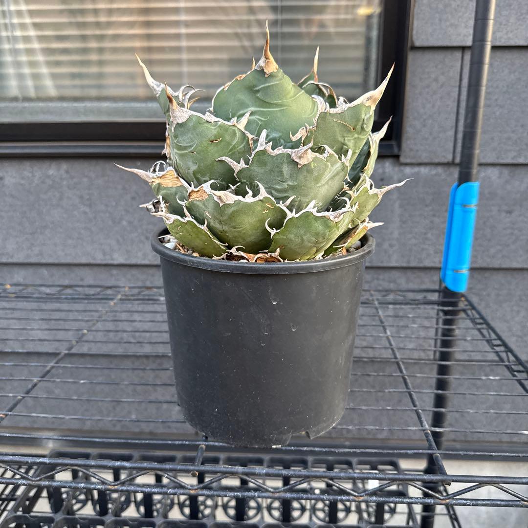 アガベ　チタノタ　白鯨　大株　オアハカ　オテロイ　ハデス　シーザー　赤猫　BB