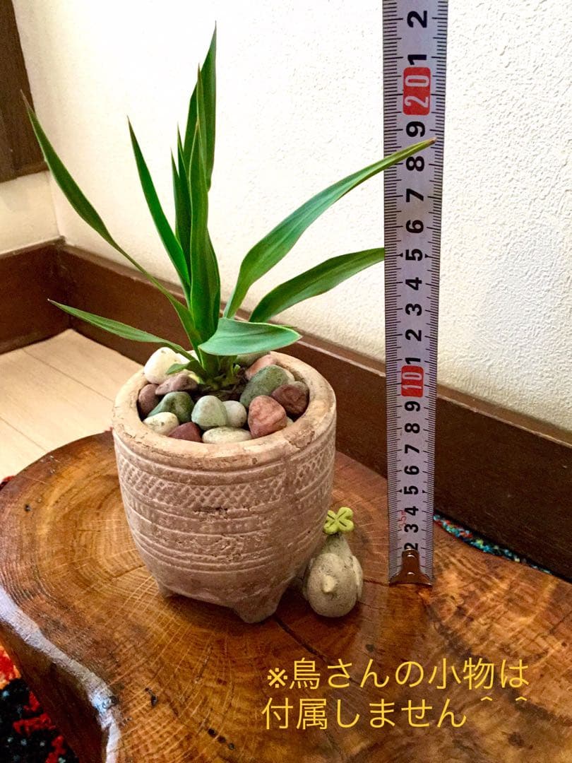 幸運木【森で完全野生化 ユッカ グロリオサ/アツバキミガヨラン】インド鉢植え＊小