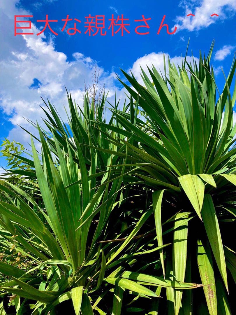 幸運木【森で完全野生化 ユッカ グロリオサ/アツバキミガヨラン】インド鉢植え＊小