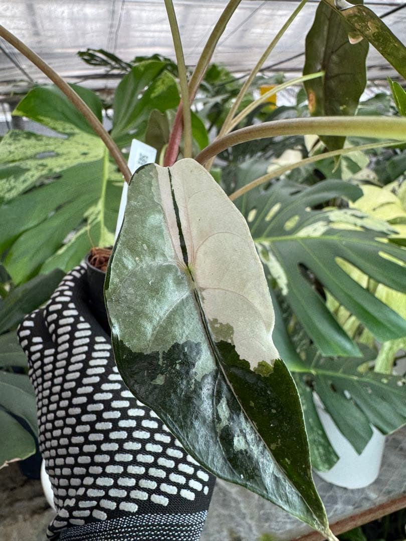 アロカシア　シャントリエリ　ピンク斑入り　双子株