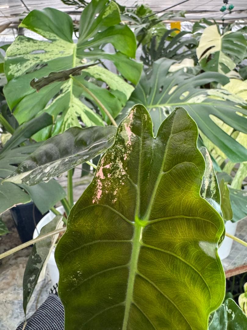 アロカシア　シャントリエリ　ピンク斑入り　双子株