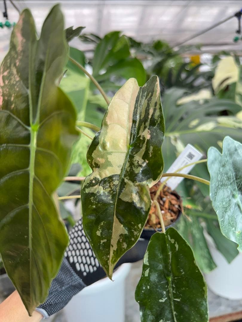 アロカシア　シャントリエリ　ピンク斑入り　双子株