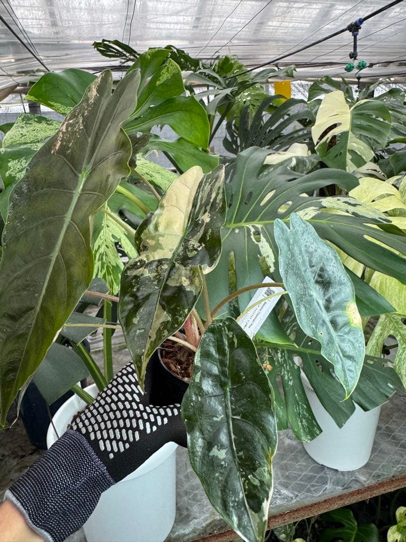 アロカシア　シャントリエリ　ピンク斑入り　双子株