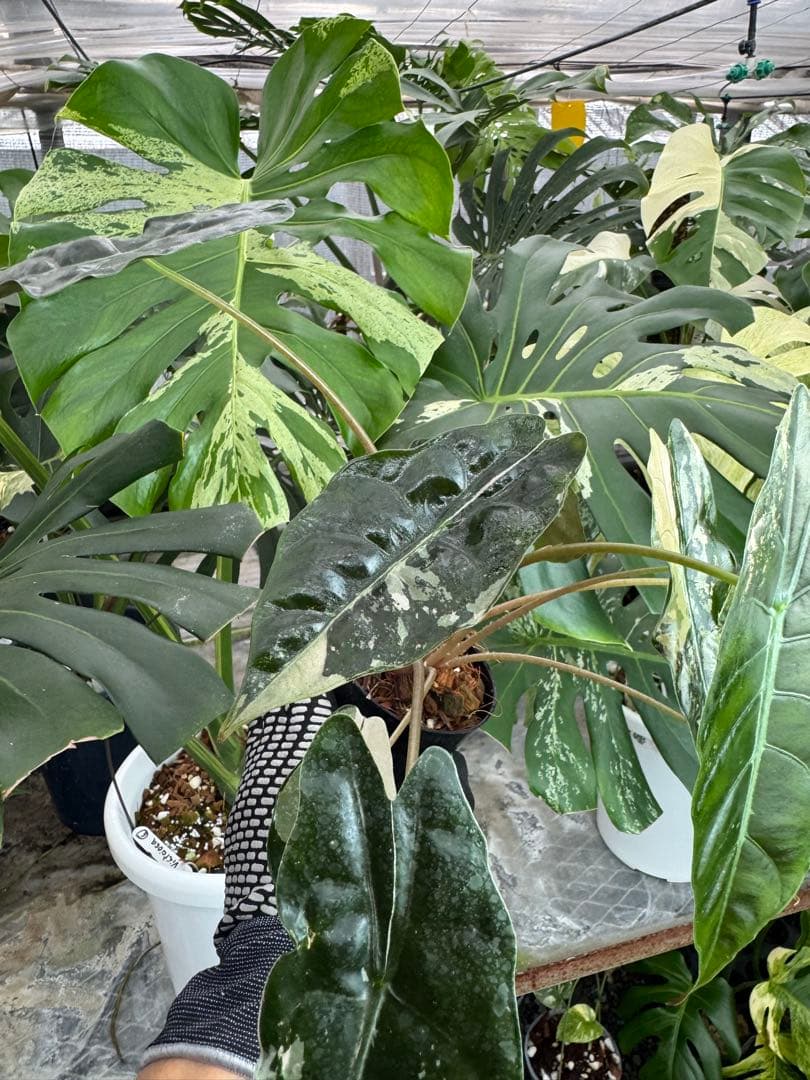 アロカシア　シャントリエリ　ピンク斑入り　双子株