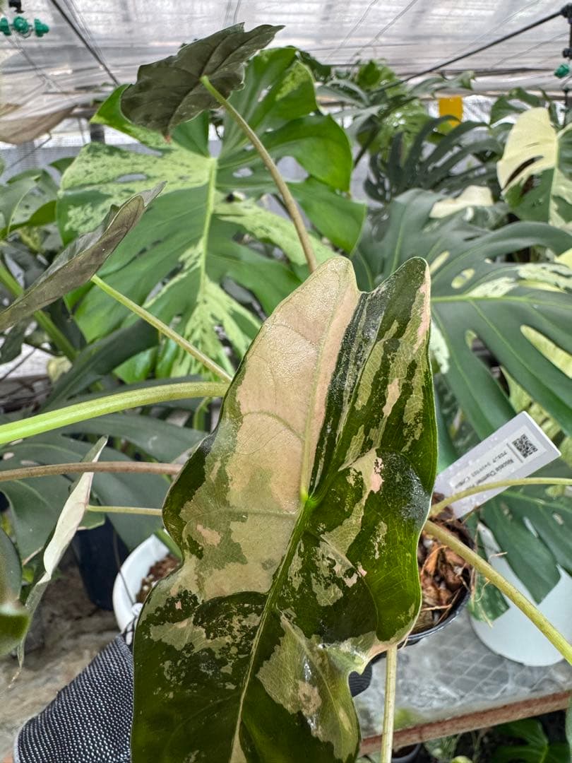 アロカシア　シャントリエリ　ピンク斑入り　双子株