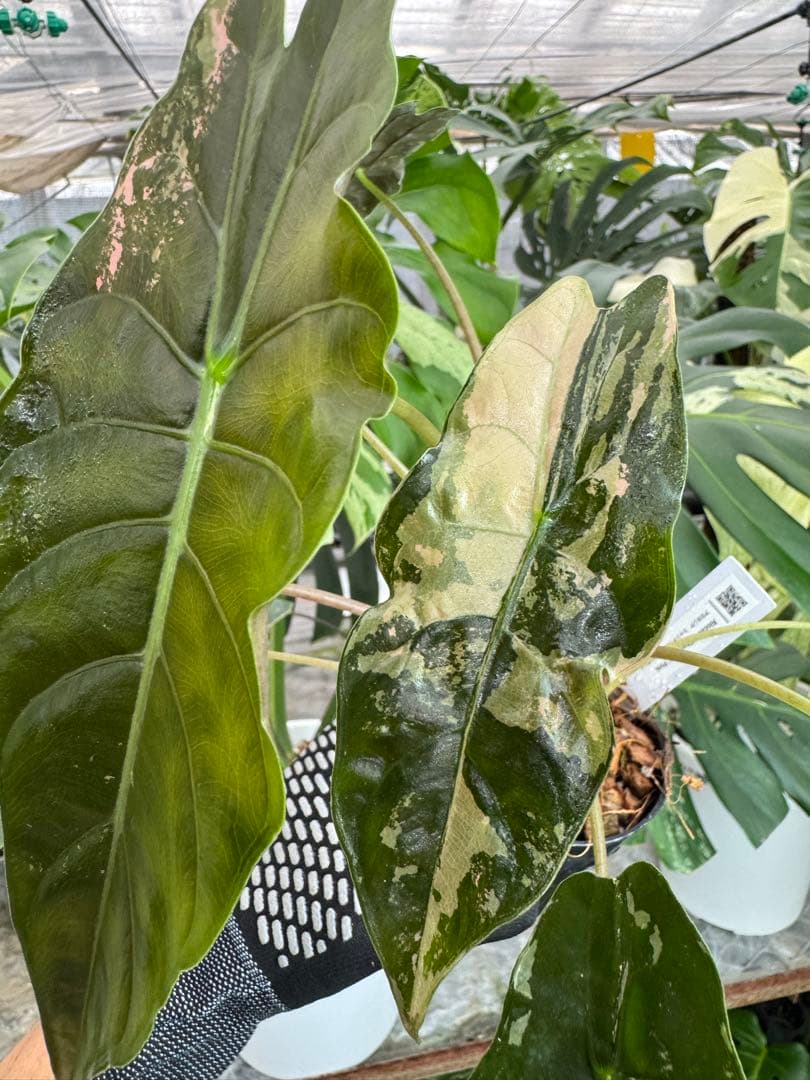 アロカシア　シャントリエリ　ピンク斑入り　双子株