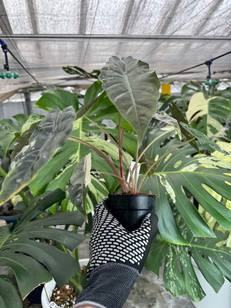 アロカシア　シャントリエリ　ピンク斑入り　双子株