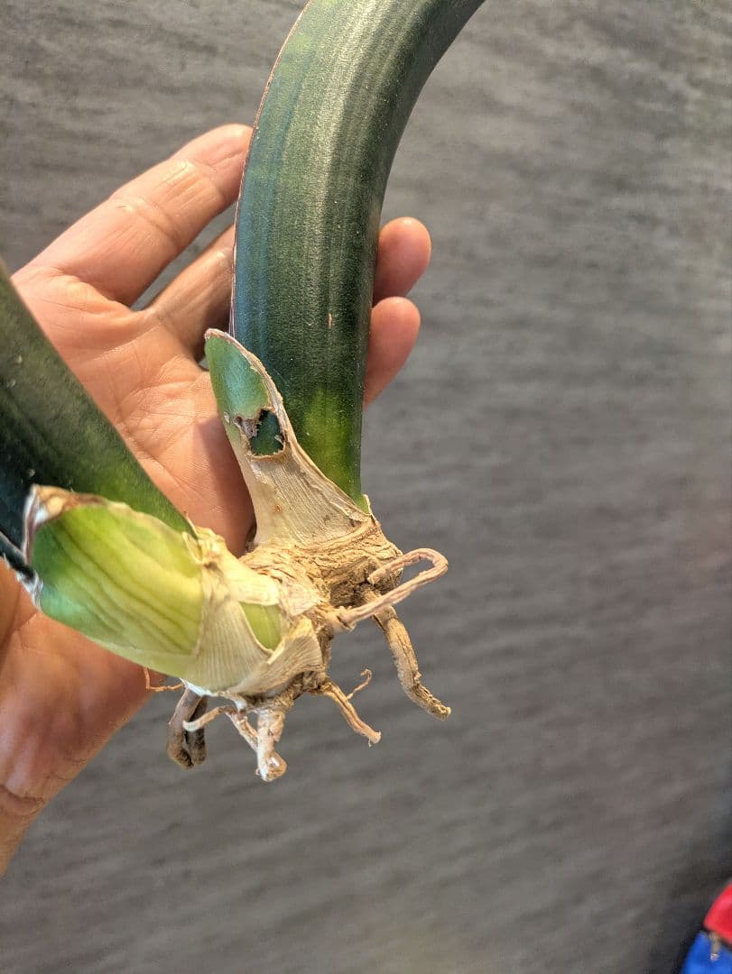 サンスベリア　サイナスシ　ミオルム　ジンバブエ　多肉植物　ロリダ　ユーフォルビア