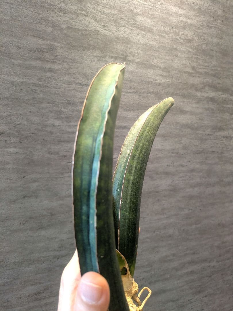 サンスベリア　サイナスシ　ミオルム　ジンバブエ　多肉植物　ロリダ　ユーフォルビア