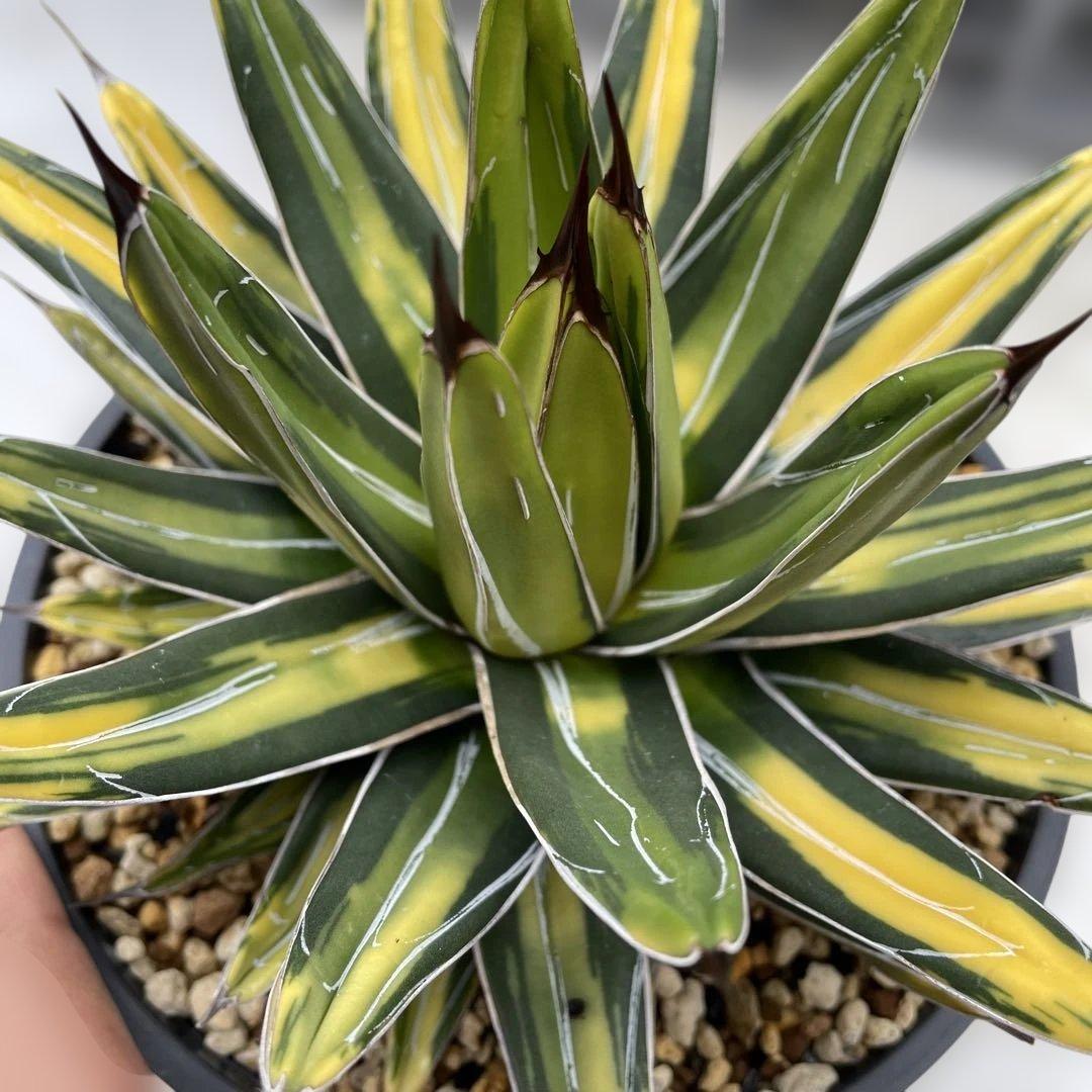 アガベ　ビクトリアレジーナ　‘Sun king’ サンキング　笹の雪　斑入り