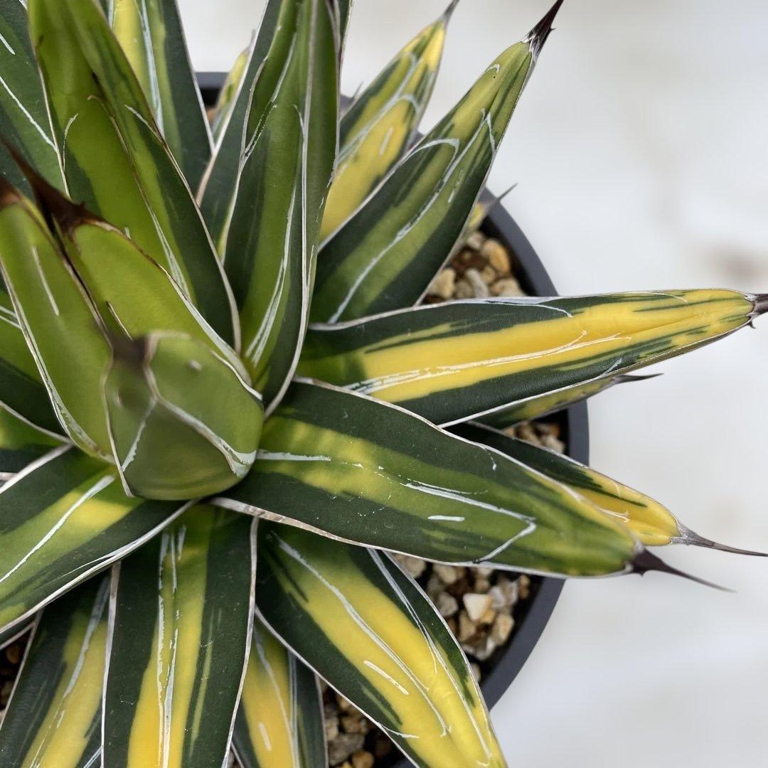 アガベ　ビクトリアレジーナ　‘Sun king’ サンキング　笹の雪　斑入り