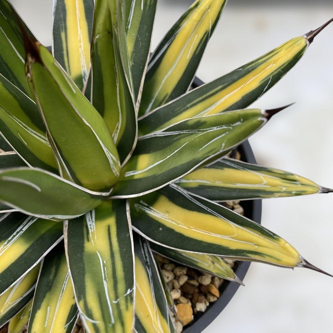 アガベ　ビクトリアレジーナ　‘Sun king’ サンキング　笹の雪　斑入り