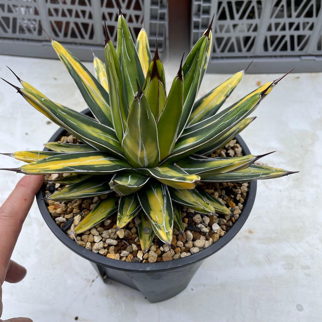 アガベ　ビクトリアレジーナ　‘Sun king’ サンキング　笹の雪　斑入り