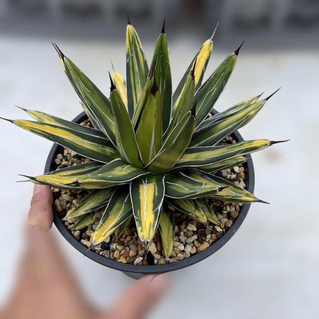 アガベ　ビクトリアレジーナ　‘Sun king’ サンキング　笹の雪　斑入り