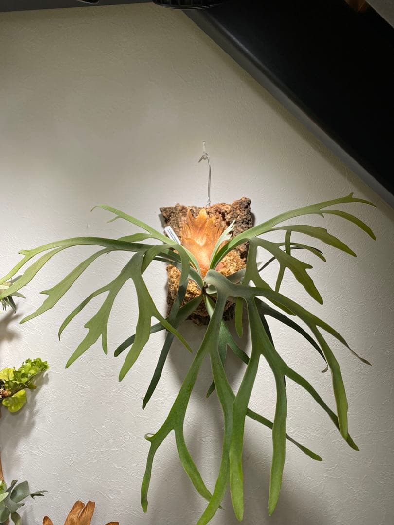 P.willinckii Moonlight(PN) OC ビカクシダ - メルカリ