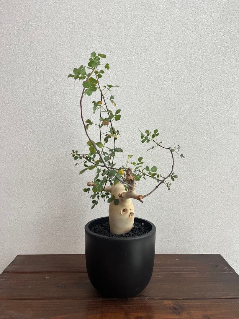 コミフォラ　カタフ　ピュア（ソマリア産）