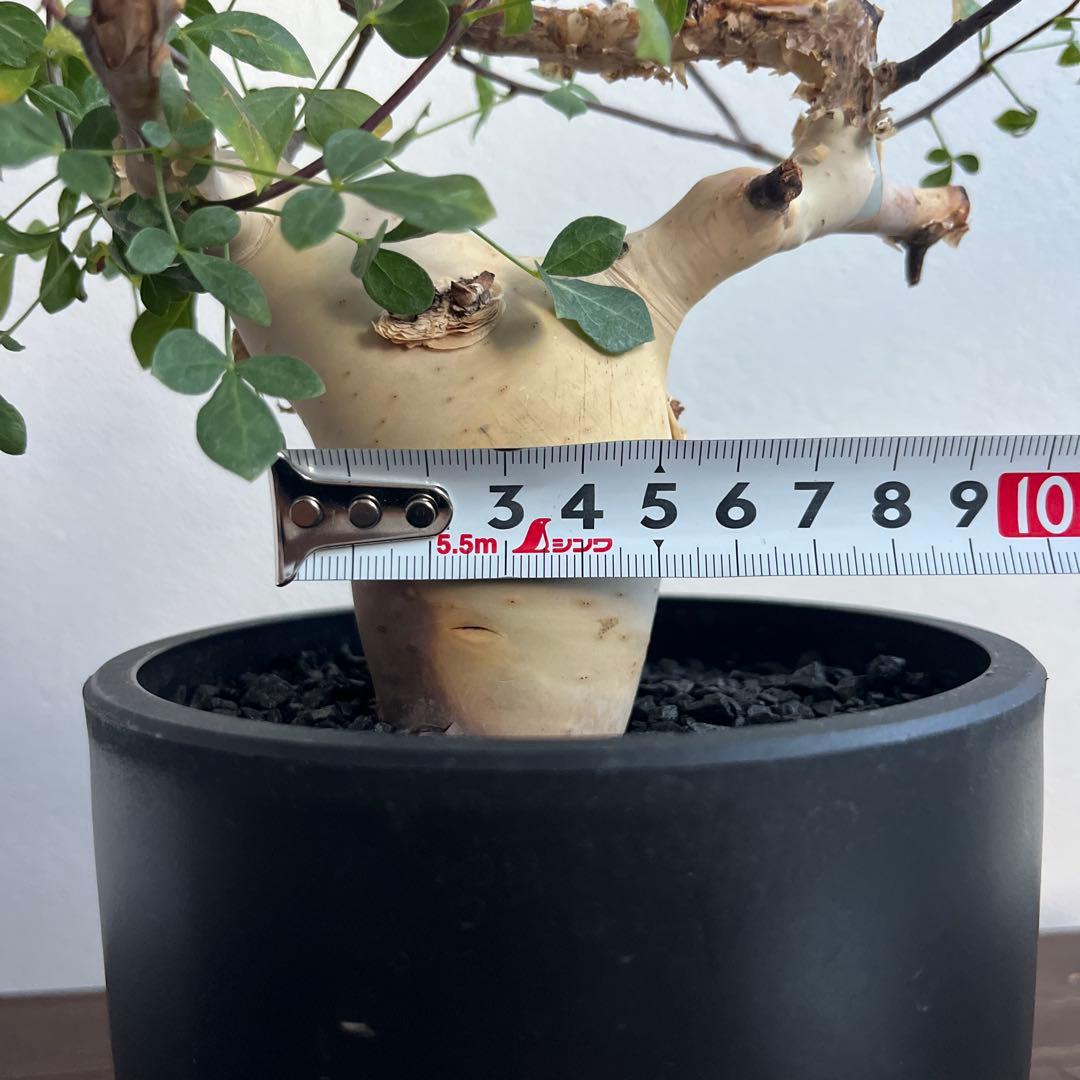 コミフォラ　カタフ　ピュア（ソマリア産）