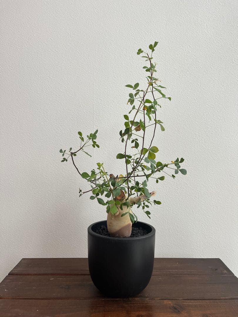 コミフォラ　カタフ　ピュア（ソマリア産）