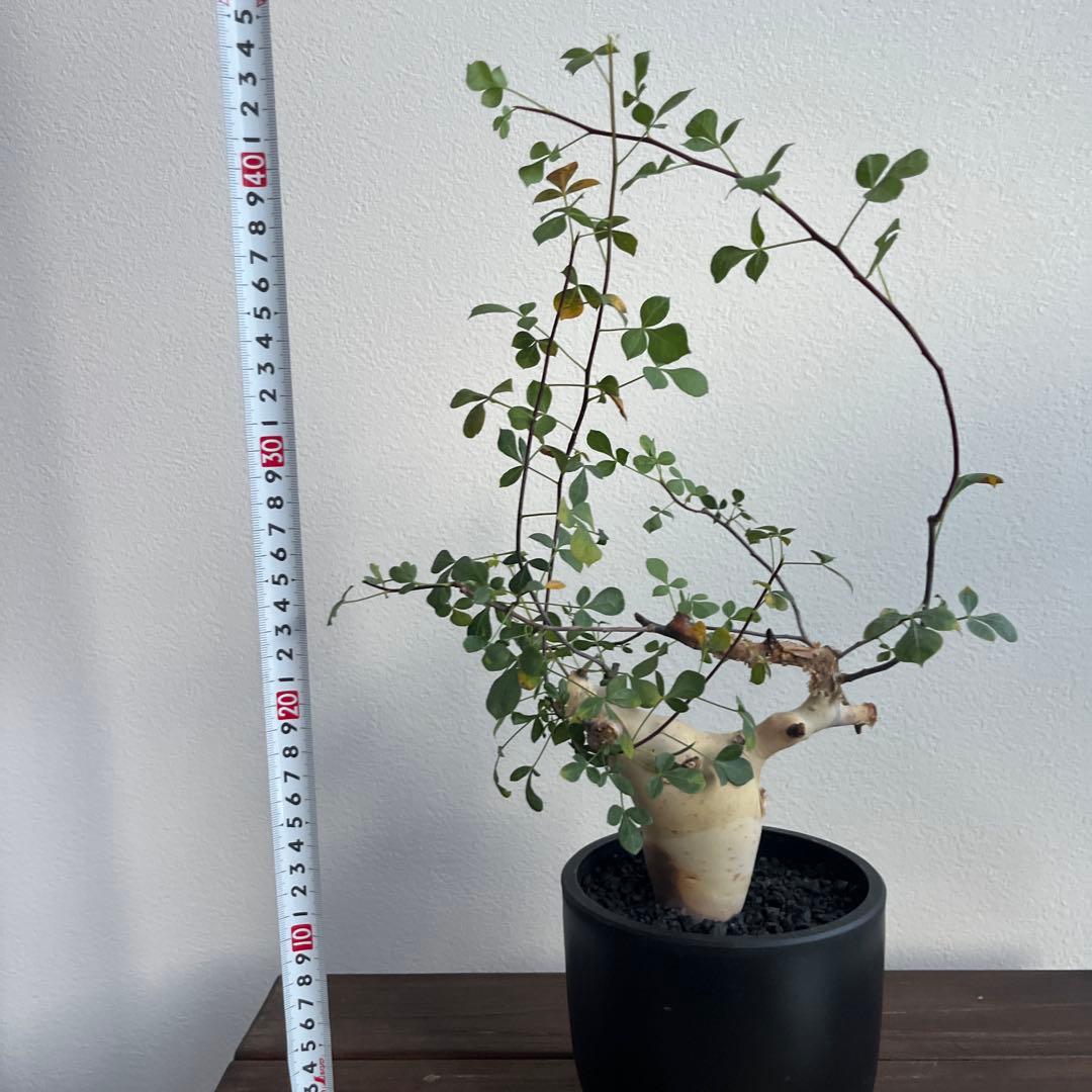 コミフォラ　カタフ　ピュア（ソマリア産）