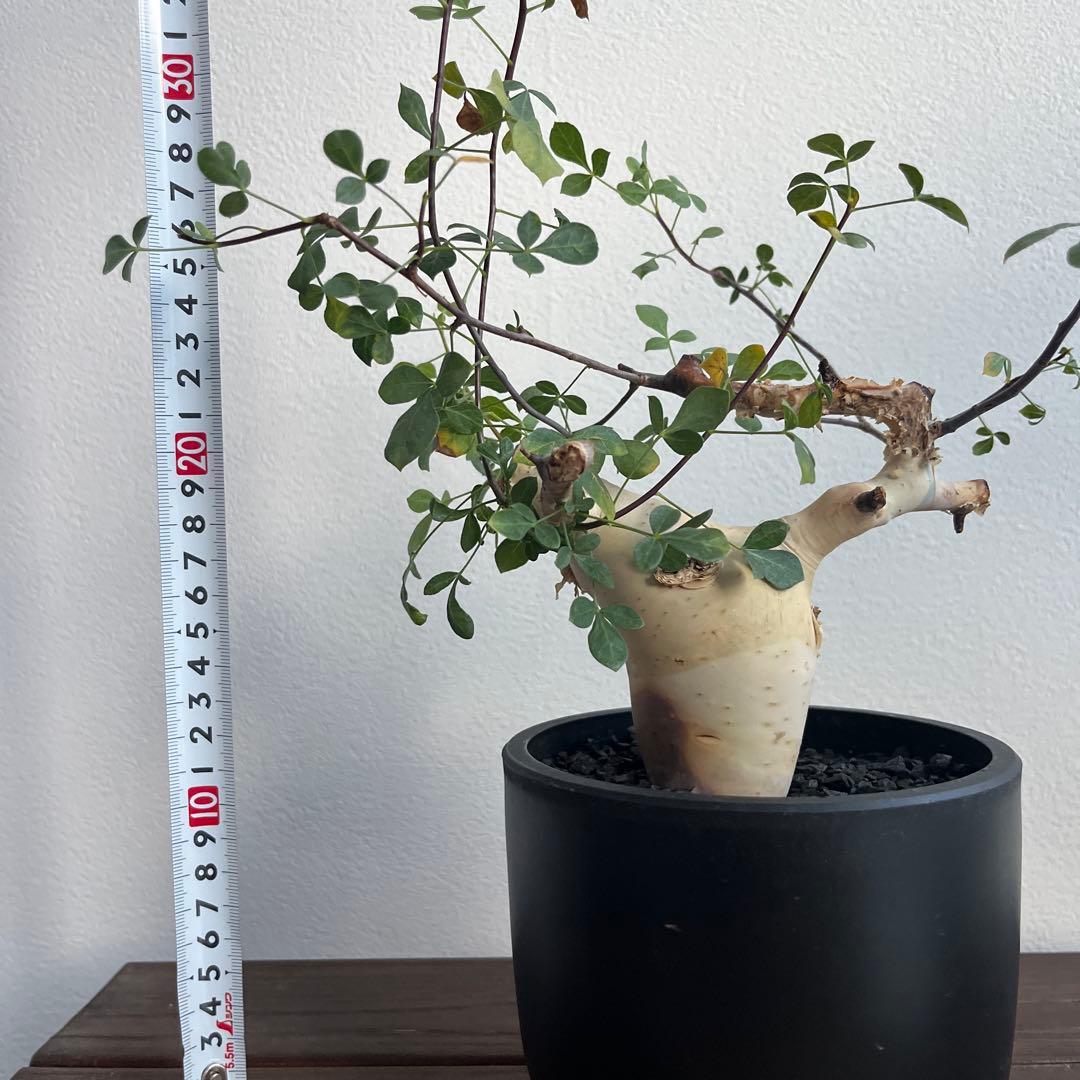 コミフォラ　カタフ　ピュア（ソマリア産）