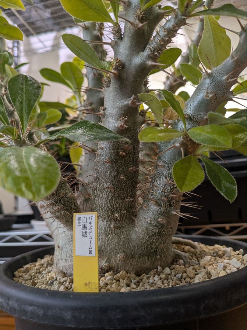 横浜市北部お引き渡し限定」パキポディウムサンデルシー 白馬城 特大株