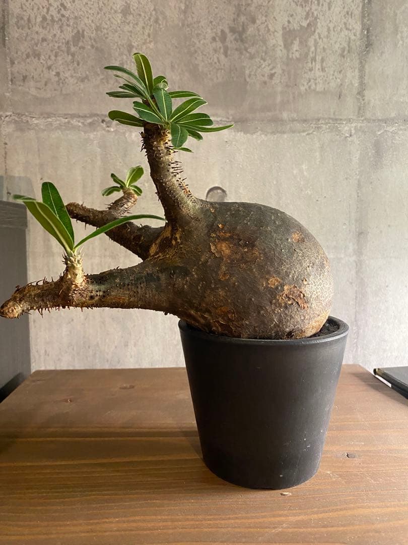 パキボディウム グラキリス 現地球 発根済み