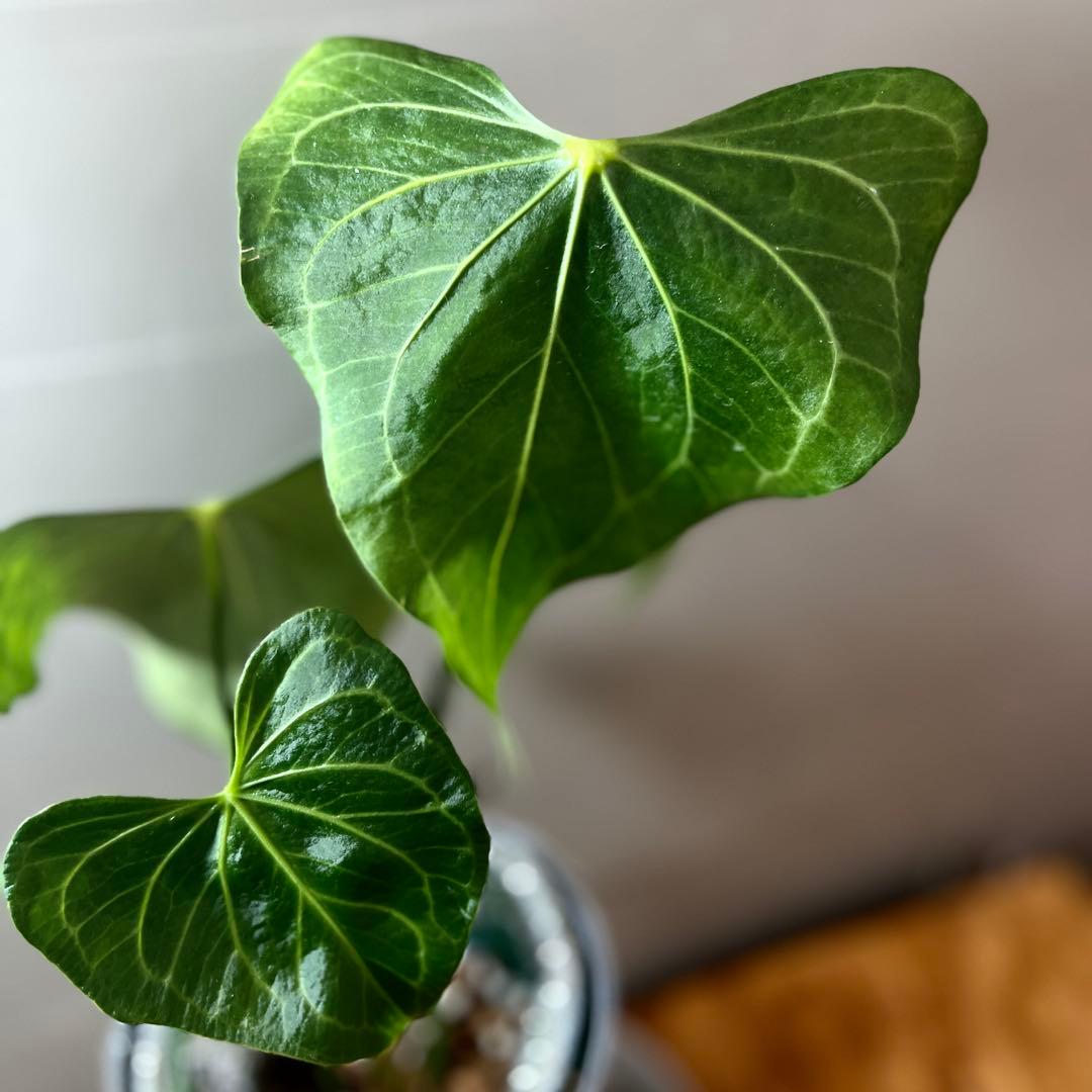 アンスリウム　デルタフォース　③